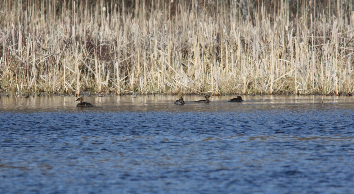 Hooded Merganser - ML225721901