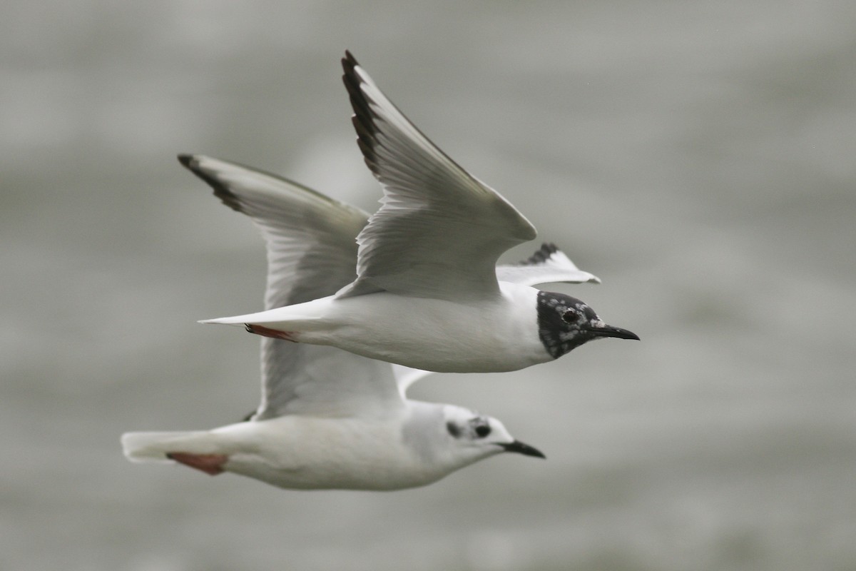 Bonaparte's Gull - ML225722601