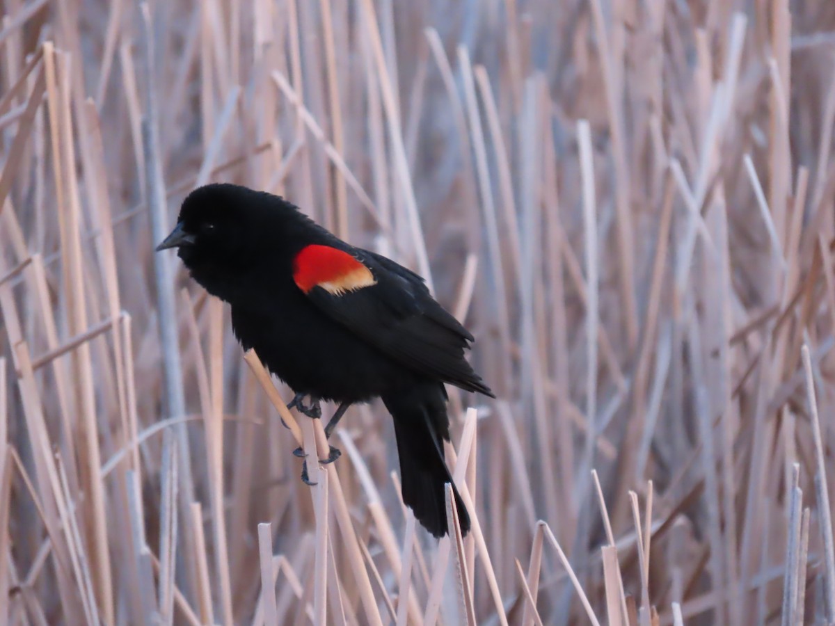 Red-winged Blackbird - ML225724671