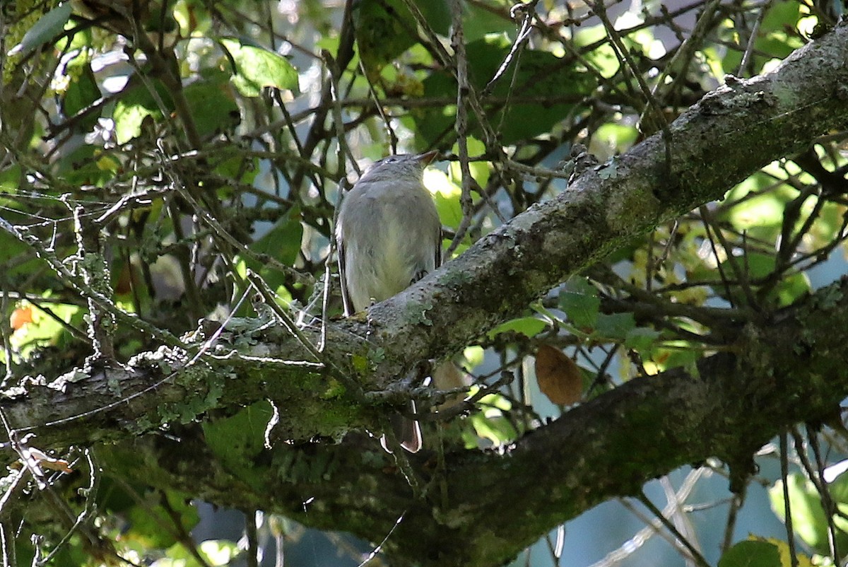 Hammond's Flycatcher - ML225725001