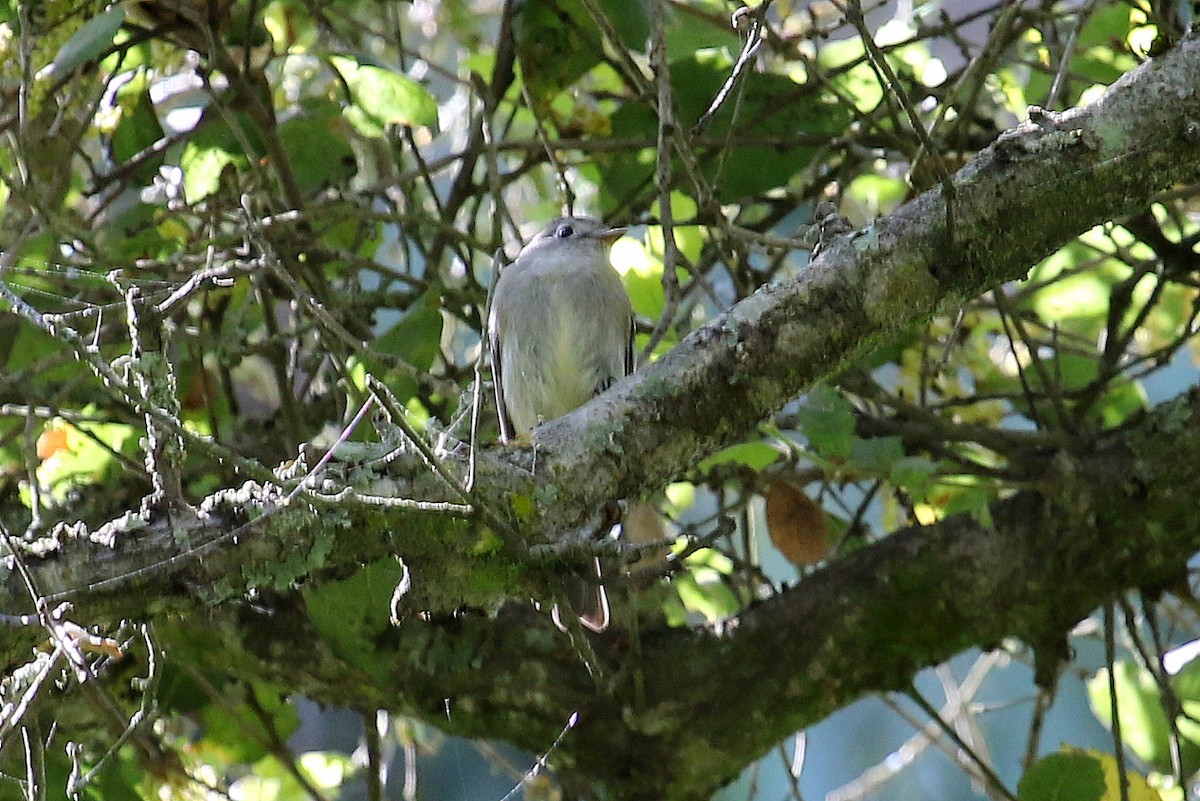 Hammond's Flycatcher - ML225725011