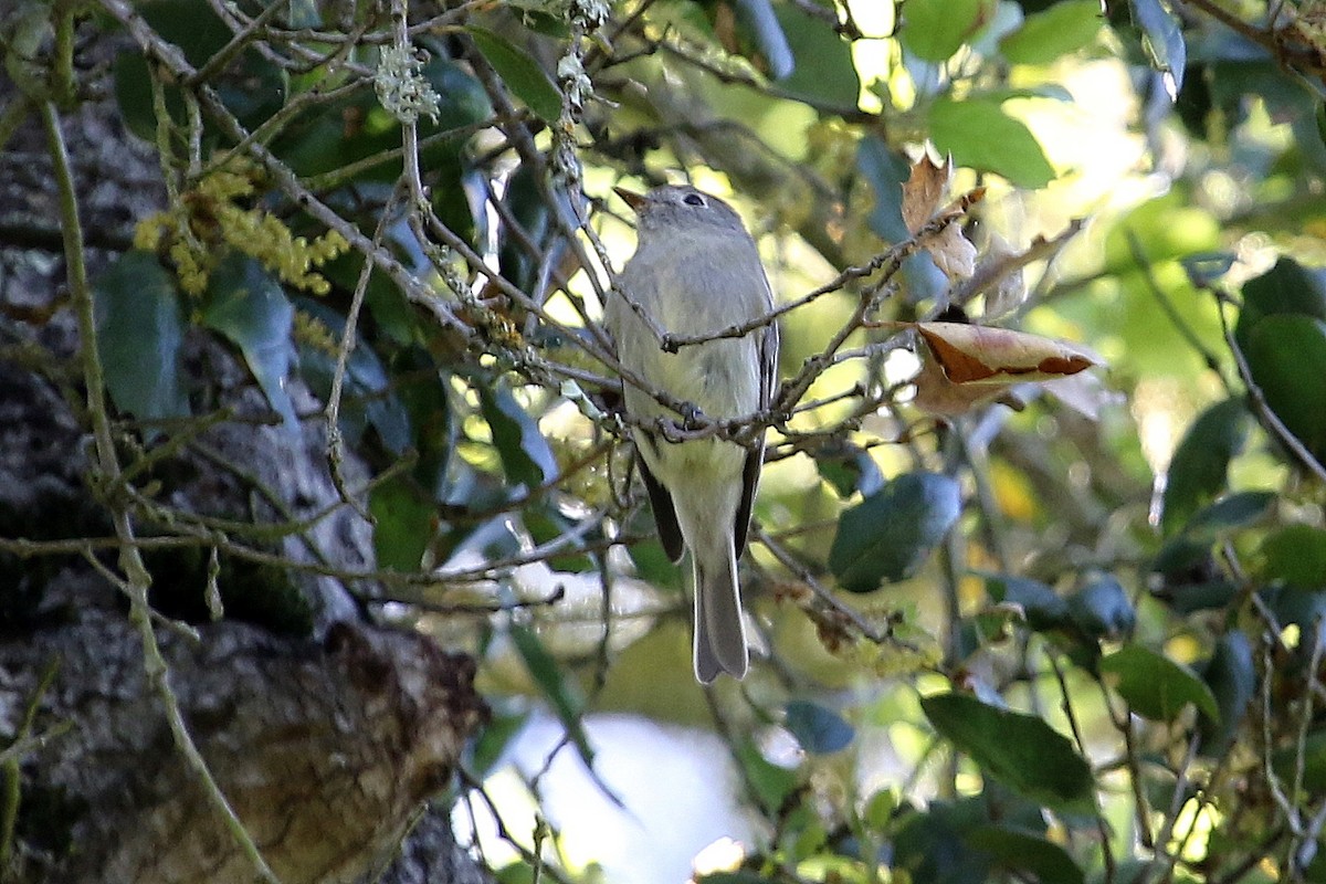 Hammond's Flycatcher - ML225725021