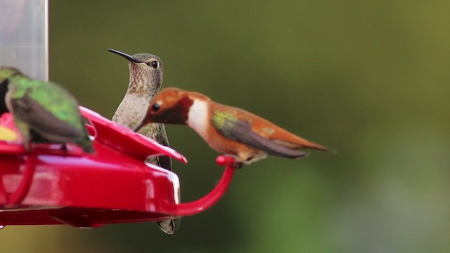 Rufous Hummingbird - ML225725461