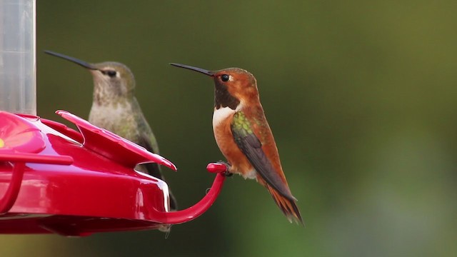 Rufous Hummingbird - ML225726041