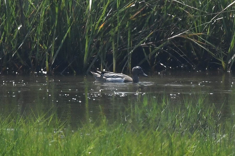 Garganey - ML225726201