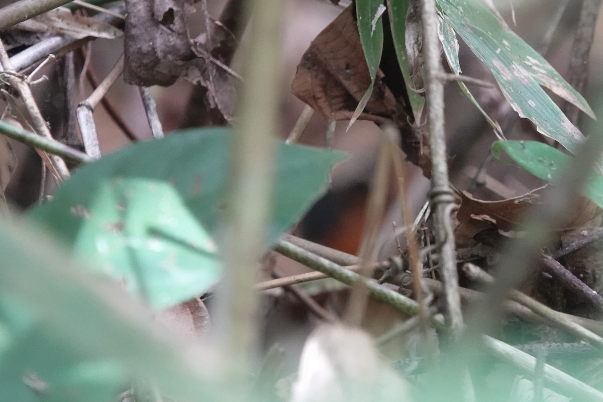 Rosy Thrush-Tanager - ML225726951