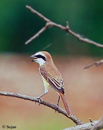 Brown Shrike (Japanese) - Sujan Chatterjee