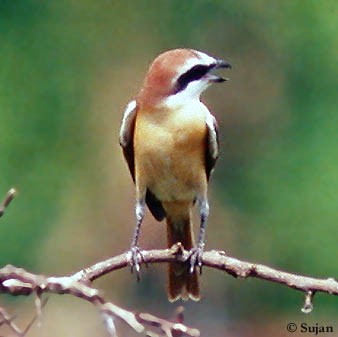 Brown Shrike (Japanese) - Sujan Chatterjee