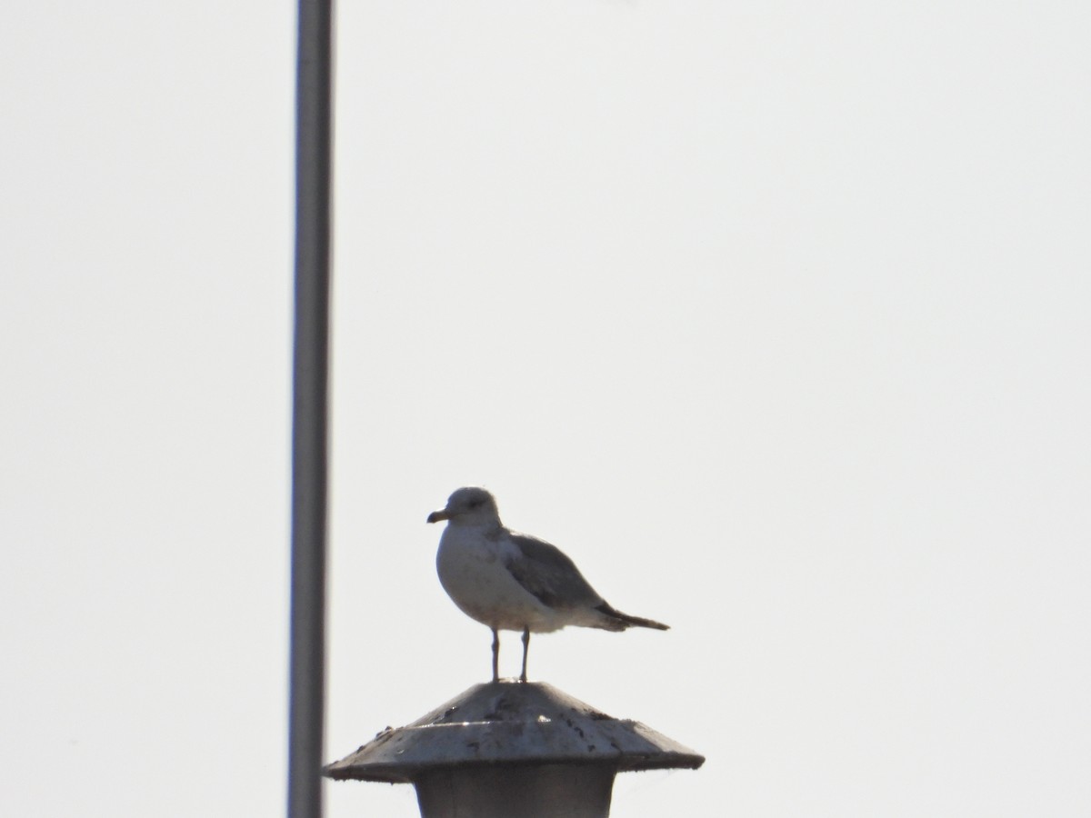 California Gull - ML225729791