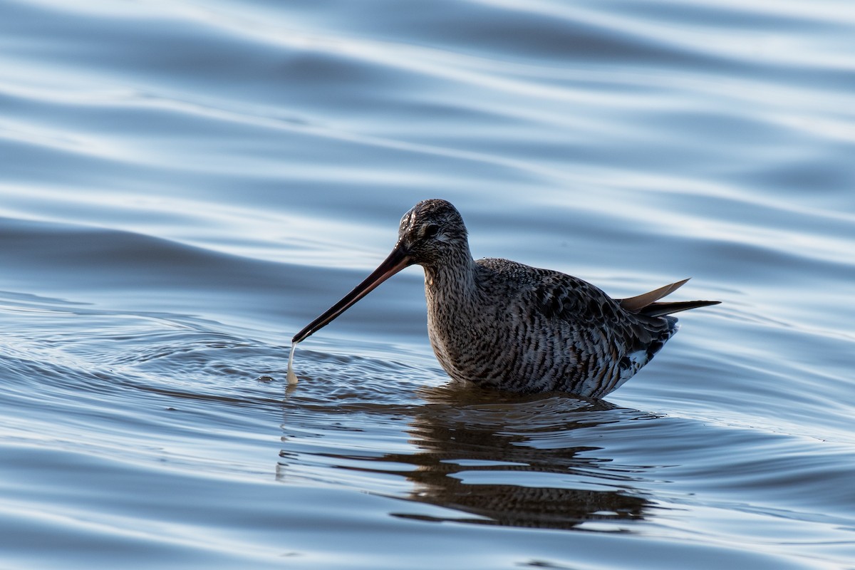 Hudsonian Godwit - David Kirsch