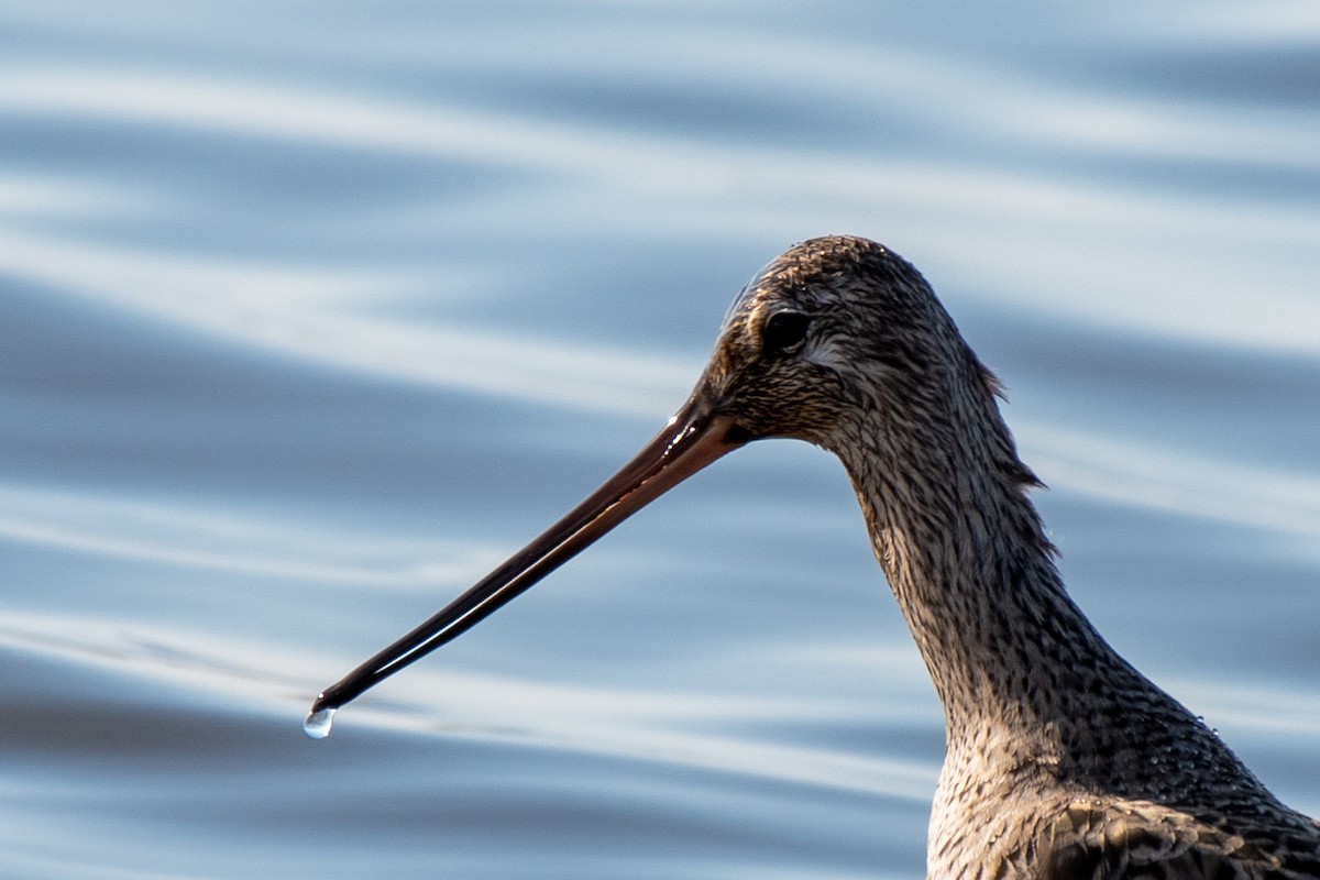 Hudsonian Godwit - David Kirsch