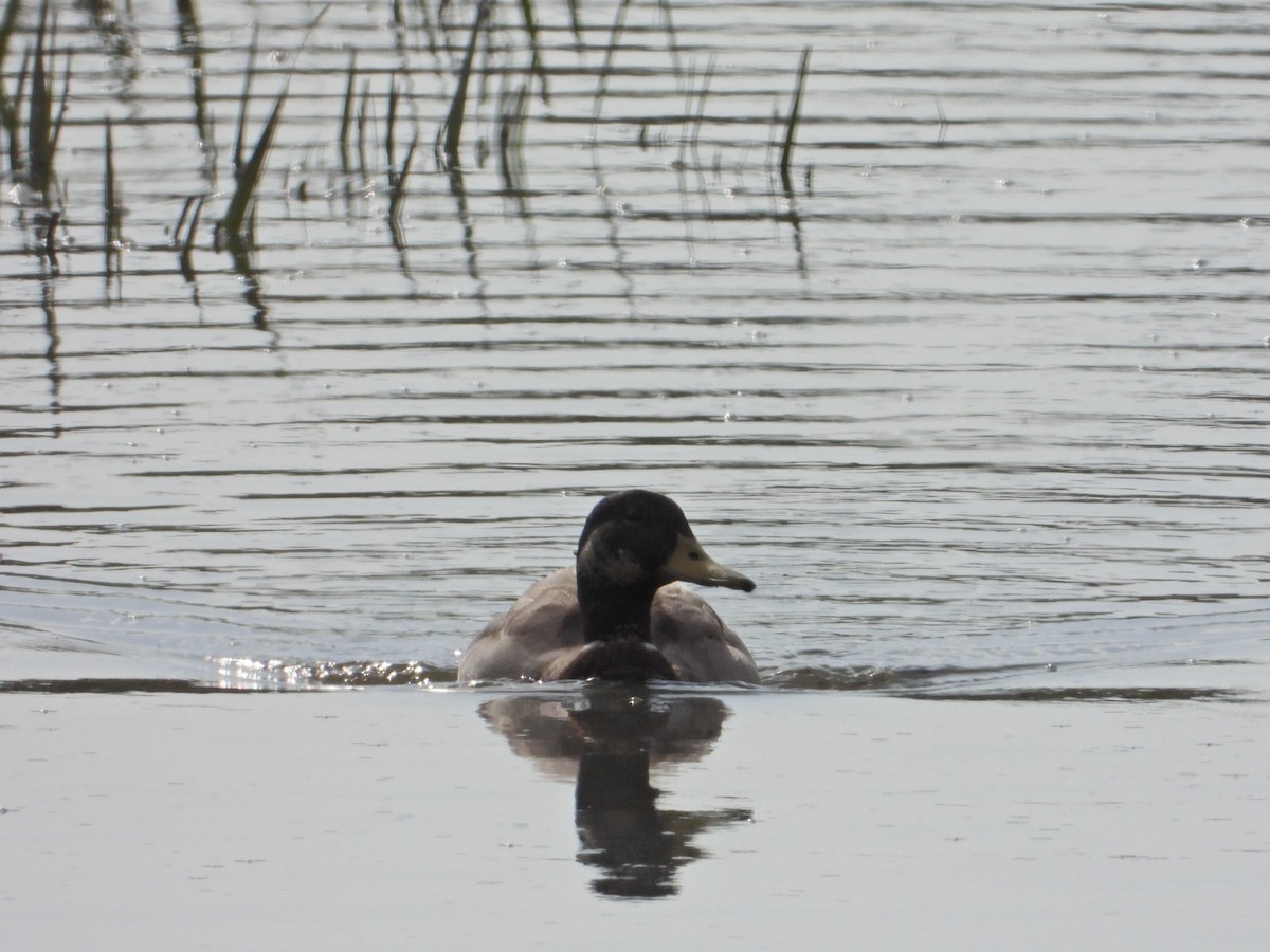 Mallard - ML225733561