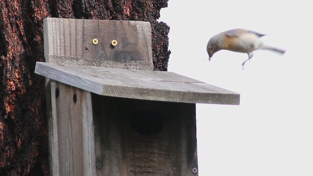 Western Bluebird - ML225734031