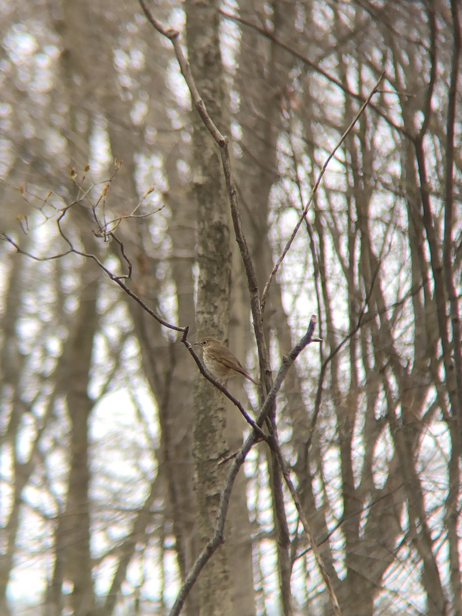 Hermit Thrush (faxoni/crymophilus) - ML225735181