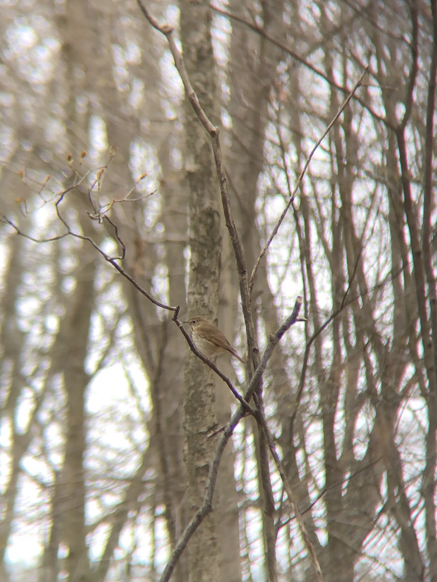 Hermit Thrush (faxoni/crymophilus) - ML225735201