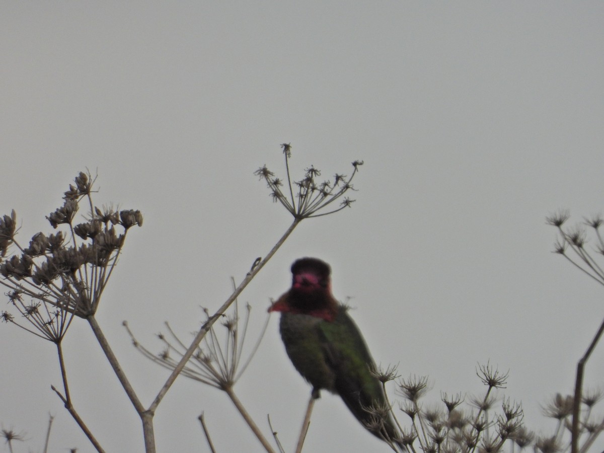 Anna's Hummingbird - Bill Holland