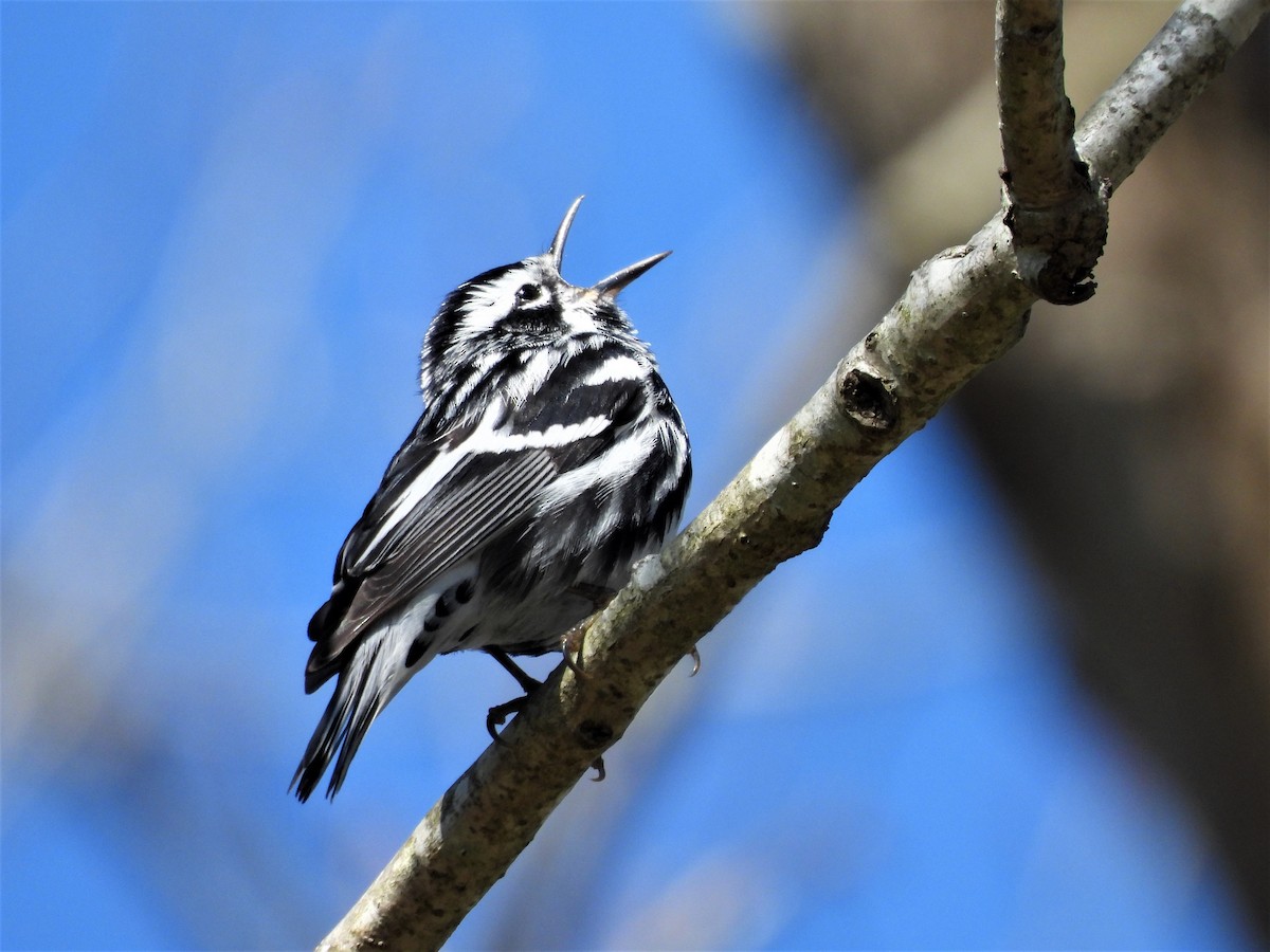 Black-and-white Warbler - ML225736981