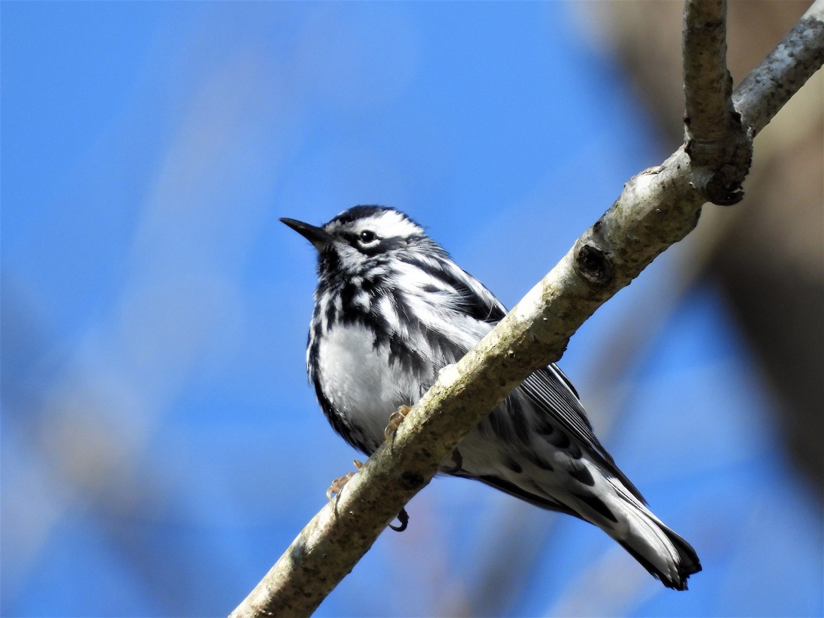 Black-and-white Warbler - ML225736991