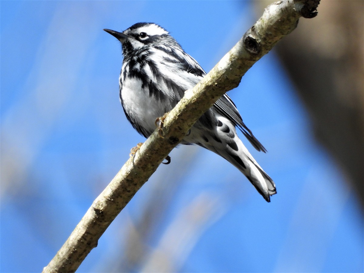 Black-and-white Warbler - ML225737001