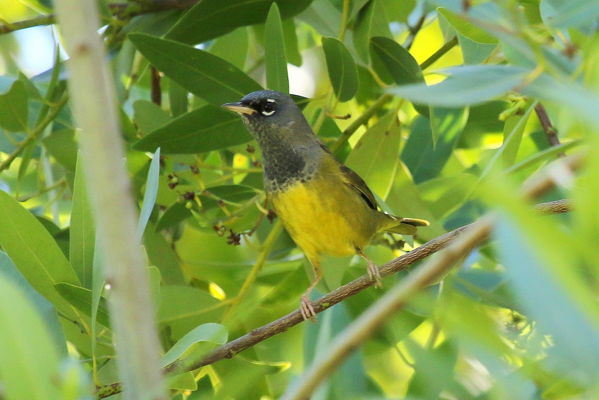 MacGillivray's Warbler - ML225737331