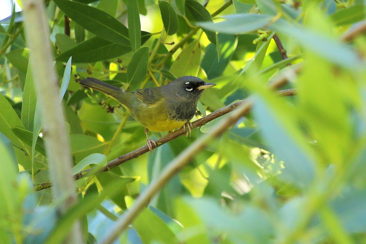 MacGillivray's Warbler - ML225737341