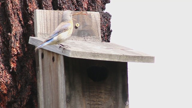 Western Bluebird - ML225737391