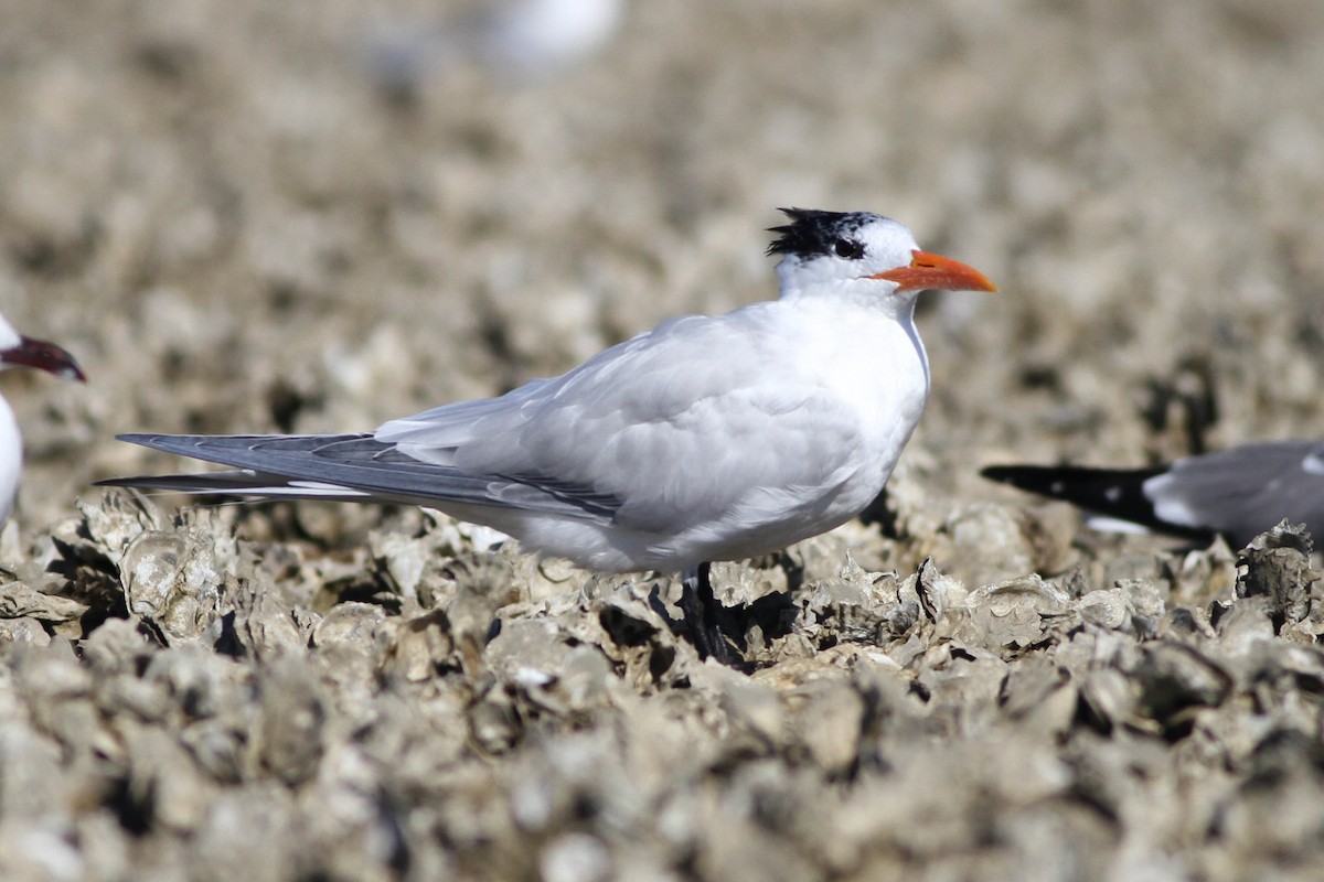 Royal Tern - ML225738721