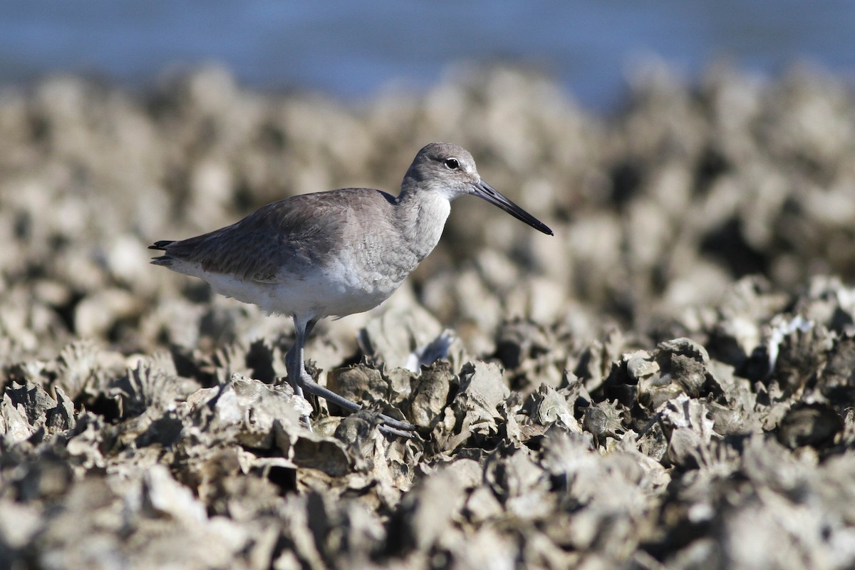 willetsnipe (inornata) - ML225738881