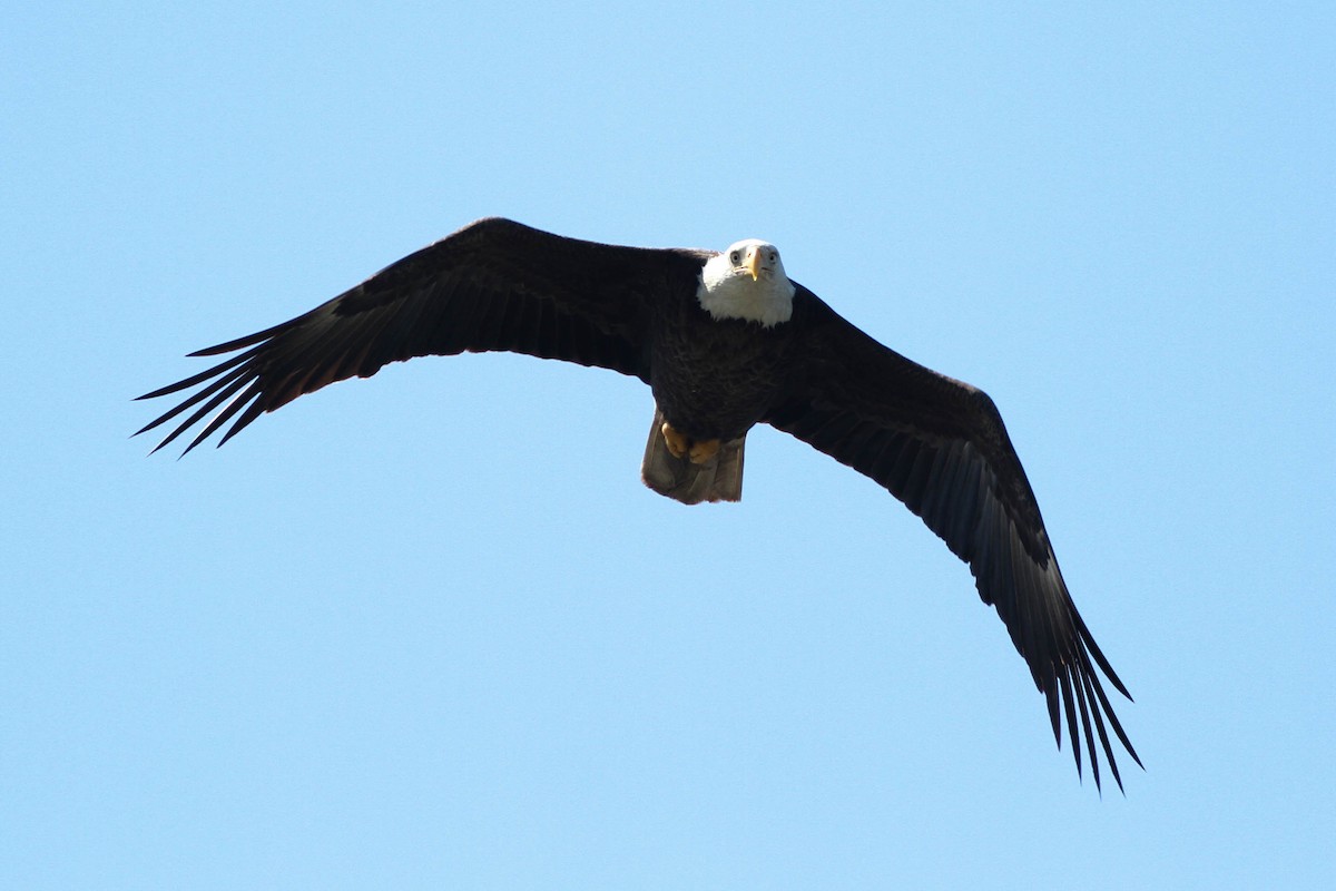 Weißkopf-Seeadler - ML225738971