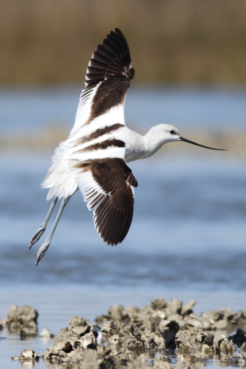 Avocette d'Amérique - ML225739091