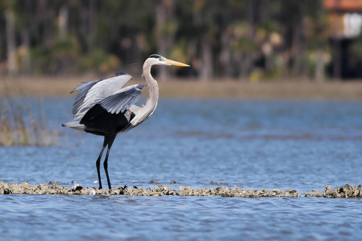 Great Blue Heron (Great Blue) - ML225739211