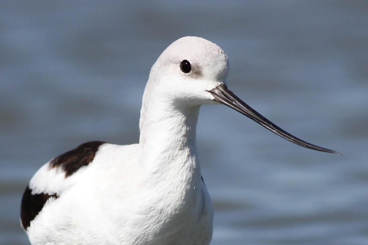 Avoceta Americana - ML225739251