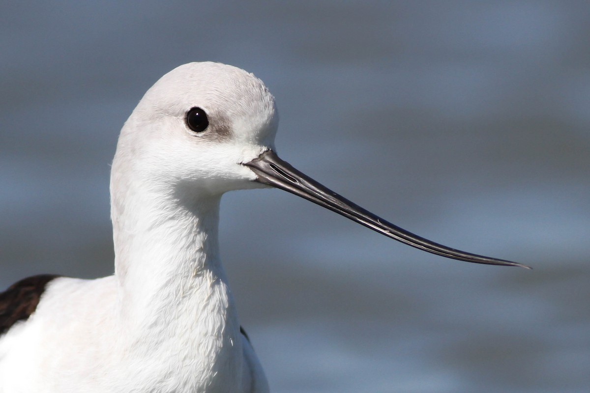 Avocette d'Amérique - ML225739271