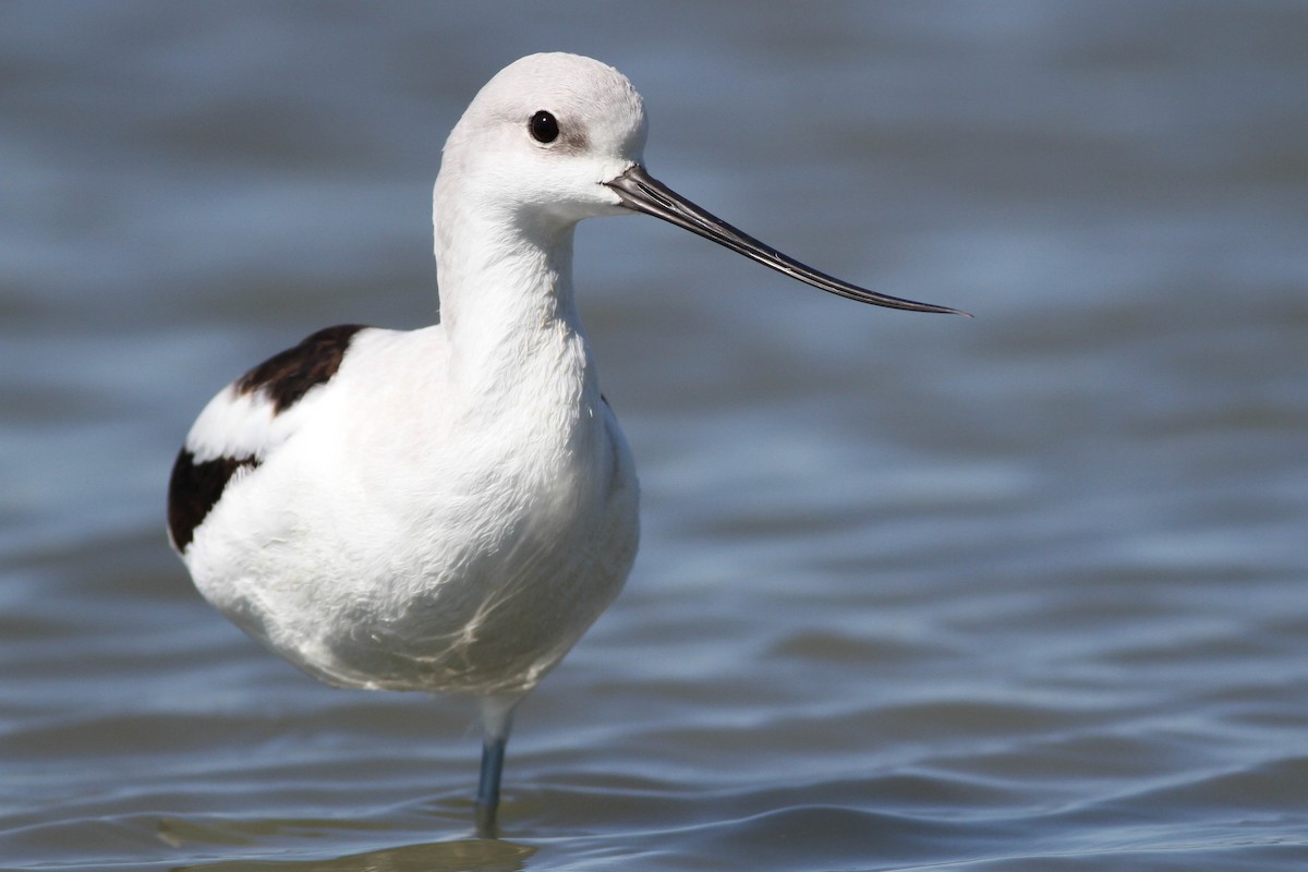 Avocette d'Amérique - ML225739281