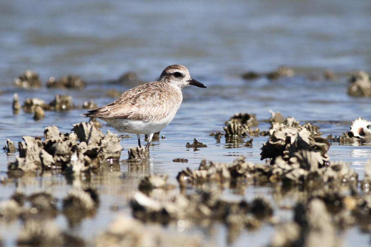 Black-bellied Plover - ML225739331