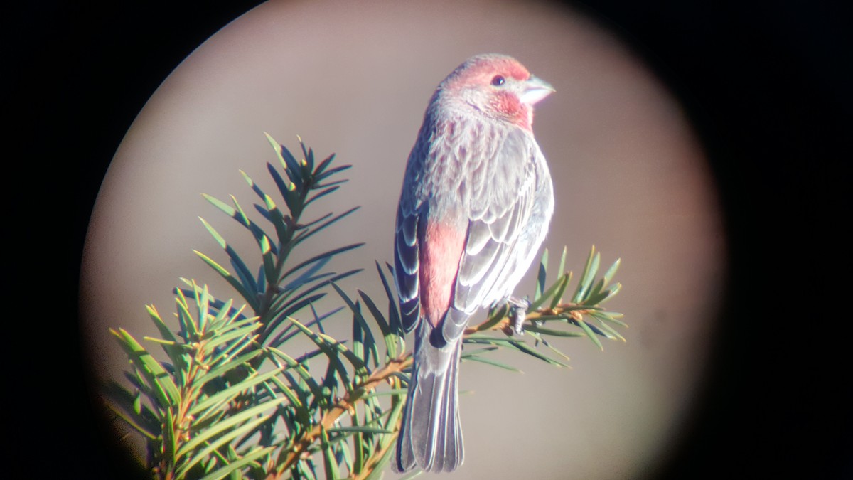 hýl rudoprsý - ML225739721