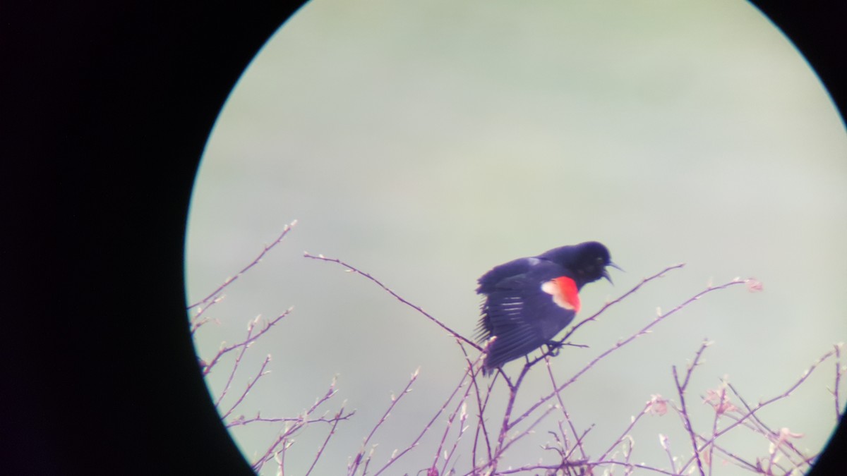 vlhovec červenokřídlý - ML225740151