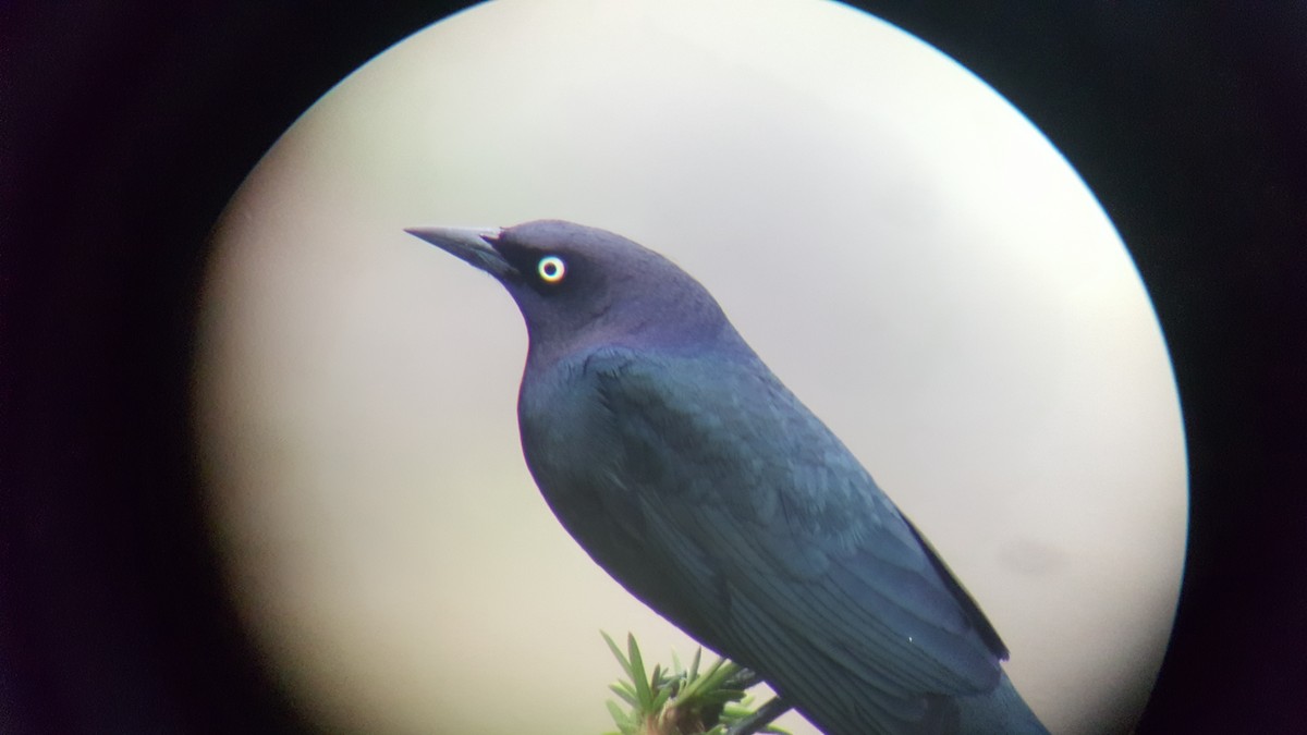 Brewer's Blackbird - ML225740331