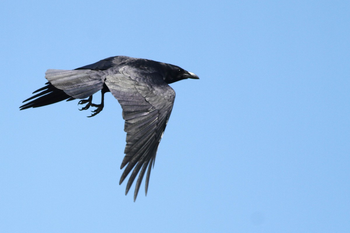 Fish Crow - ML225740771