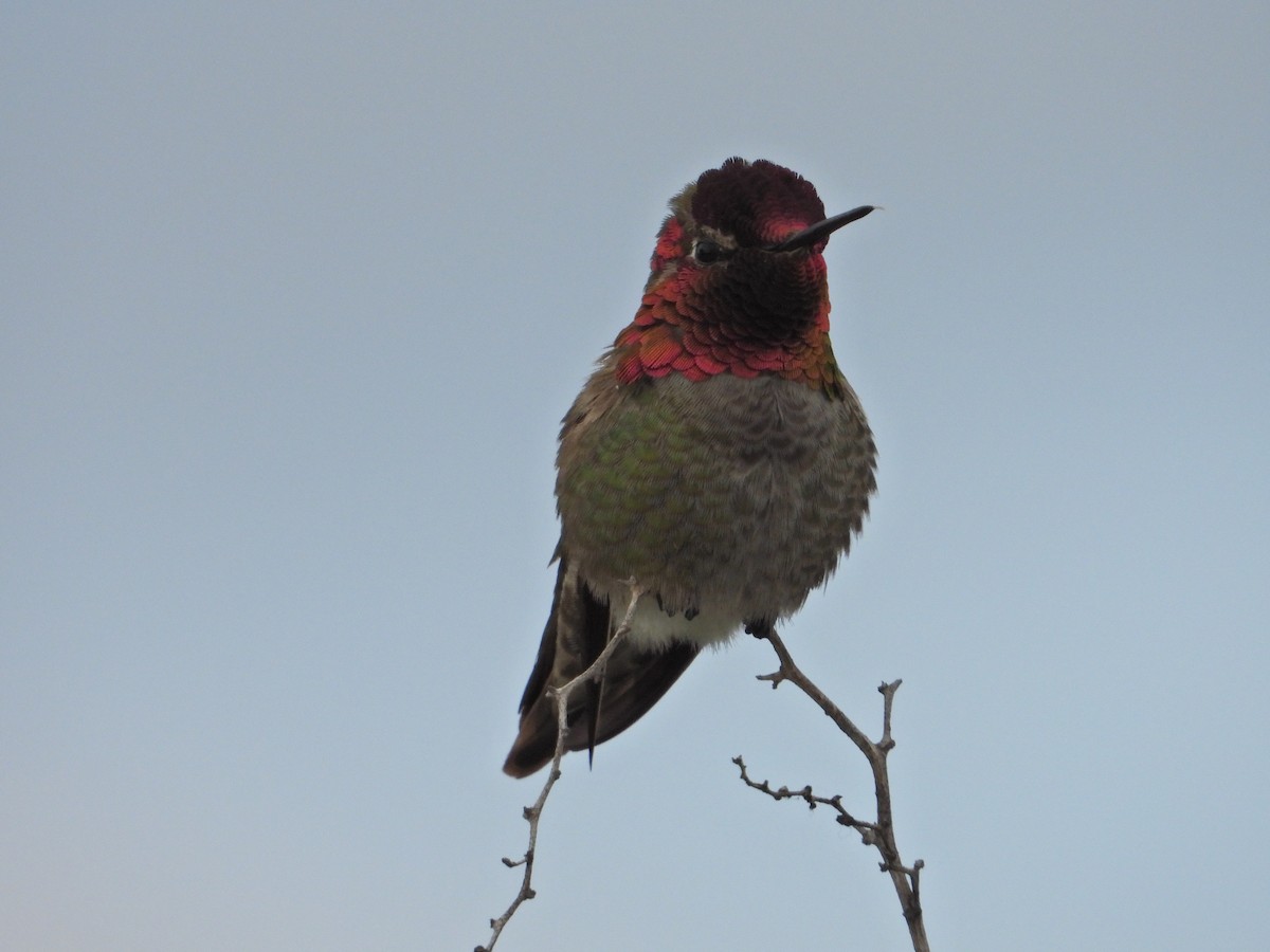 Anna's Hummingbird - ML225741581