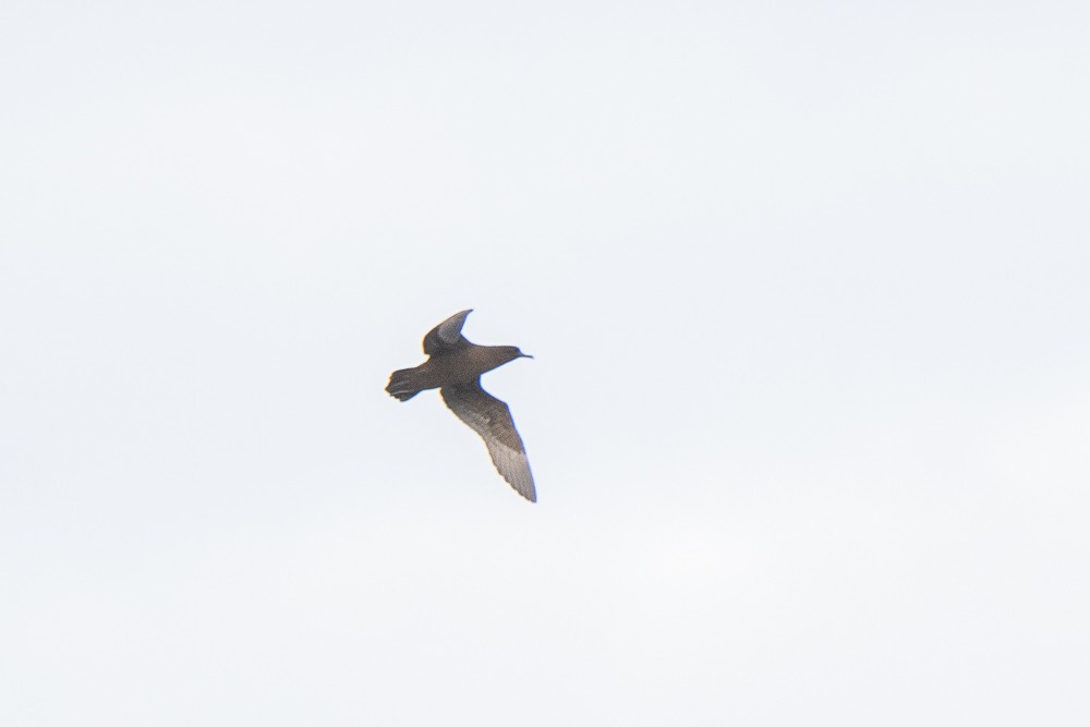 Wedge-tailed Shearwater - ML225745031