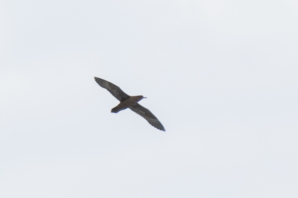 Wedge-tailed Shearwater - ML225745061