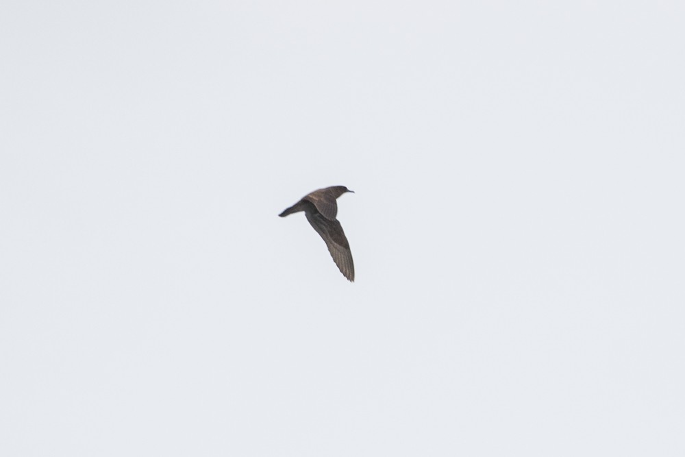 Wedge-tailed Shearwater - Antonia Cornejo