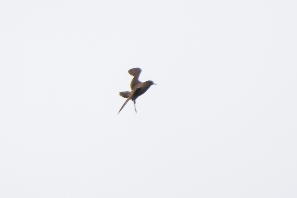 Wedge-tailed Shearwater - ML225745111