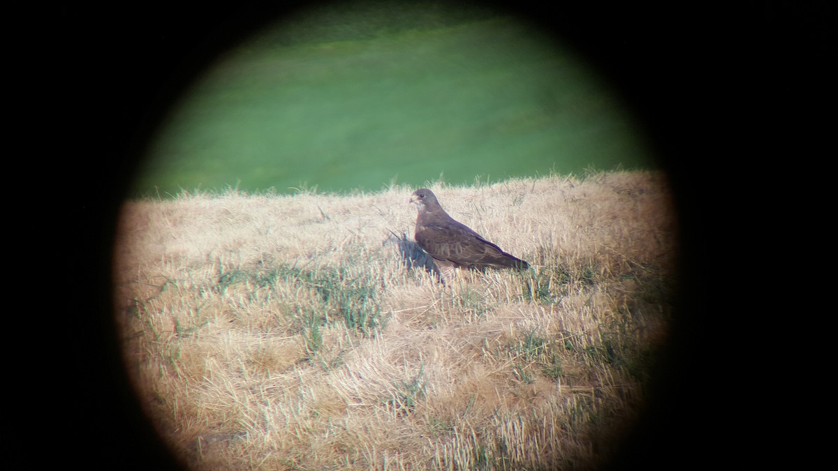 káně bělohrdlá - ML225746641