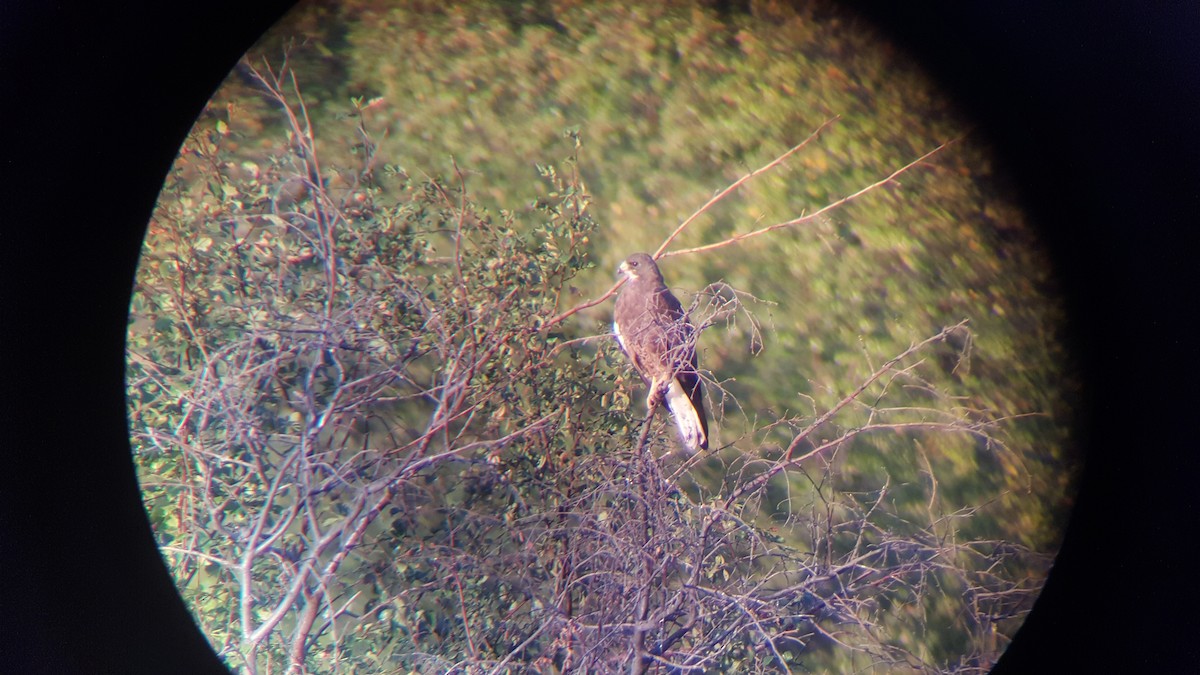 káně bělohrdlá - ML225746711