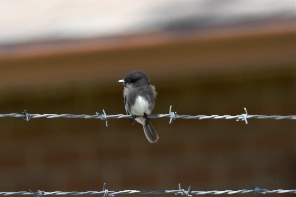 Black Phoebe - ML225747691