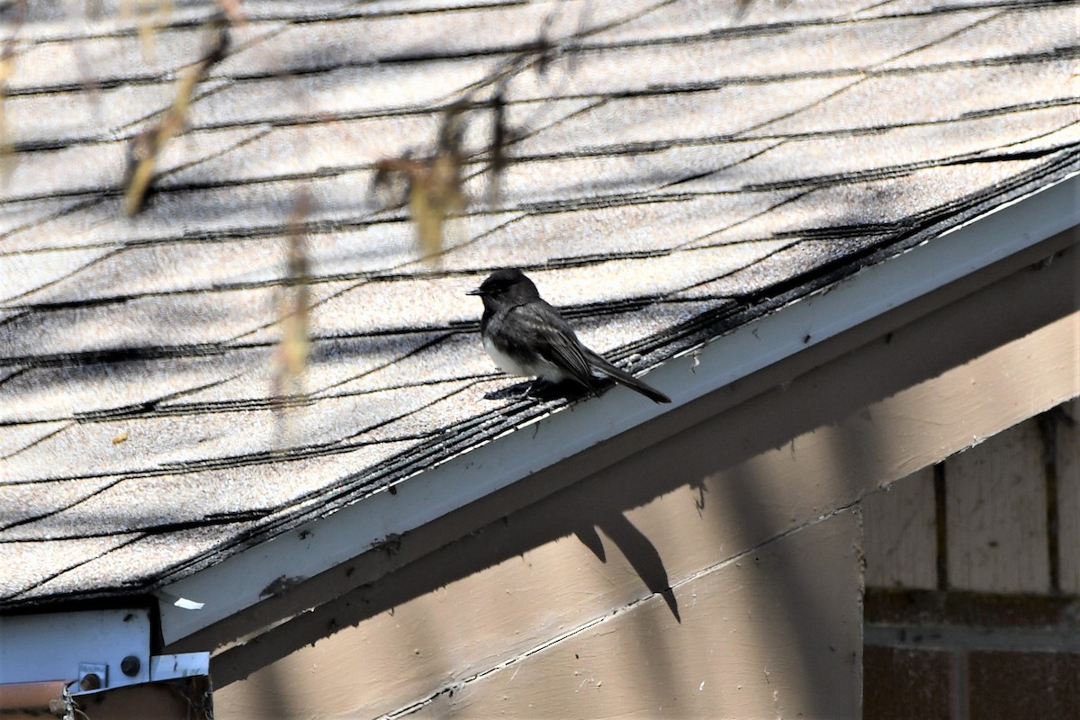 Black Phoebe - ML225747731