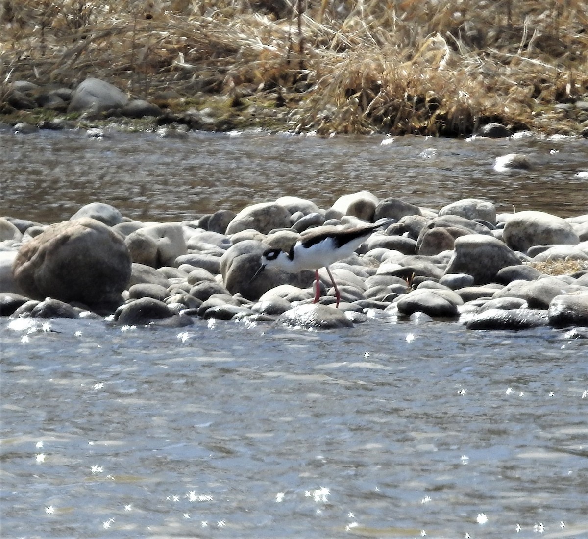 Black-necked Stilt - Diane Stinson