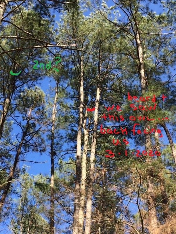 Barred Owl - ML225749191